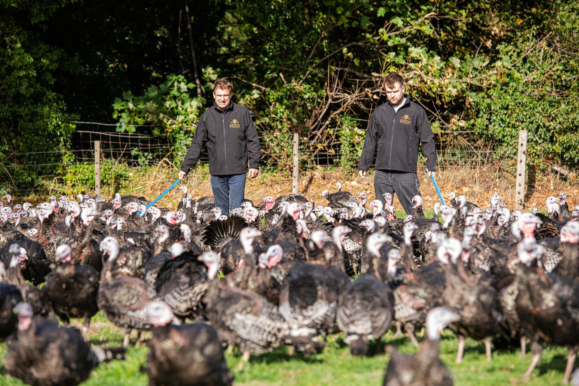David and Sam Cartwright walking behind their Shropshire Bronze flock in the pasture