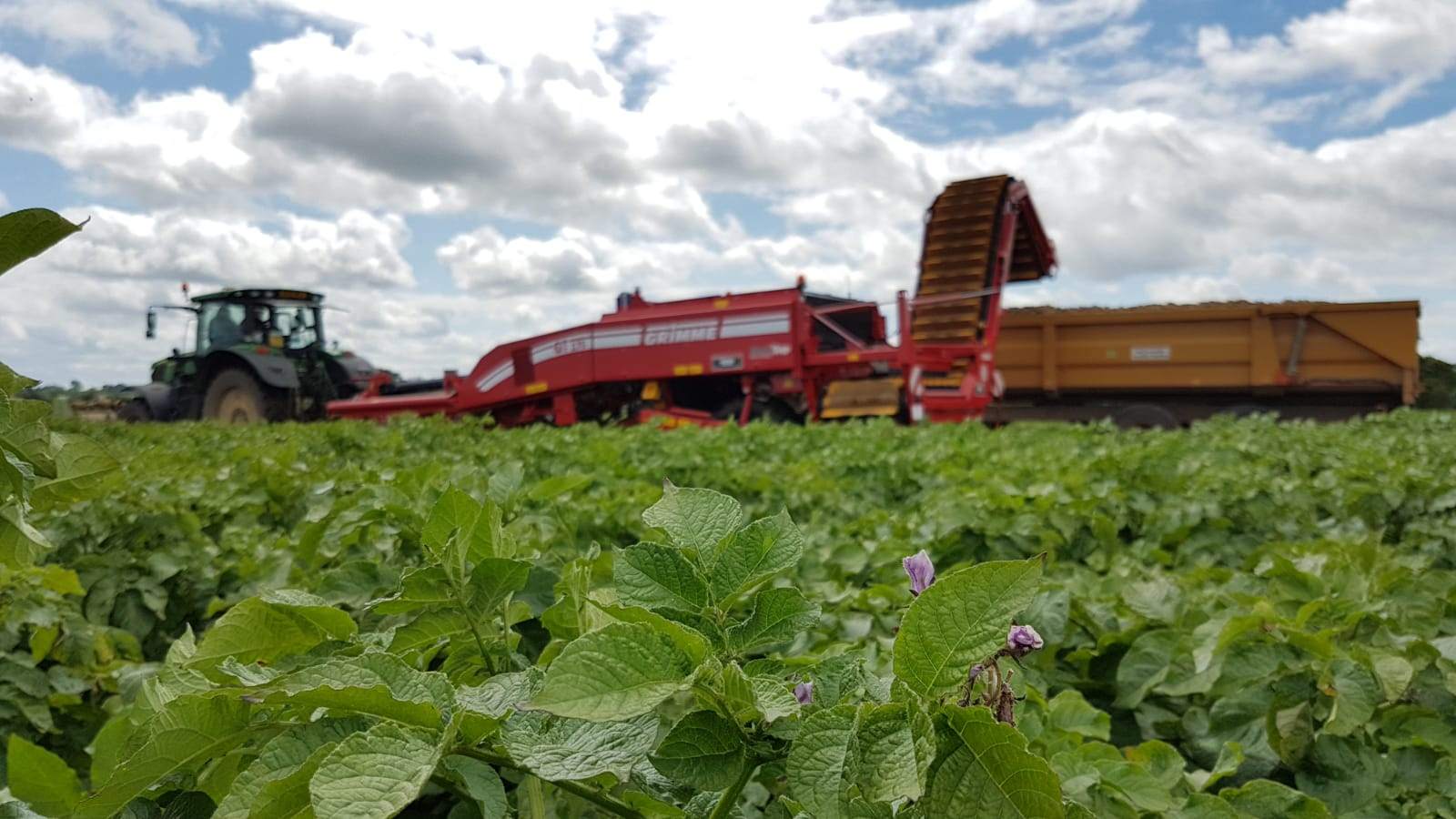 Potato plants in flower in the foreground, with the harvester and a loaded trailer behind