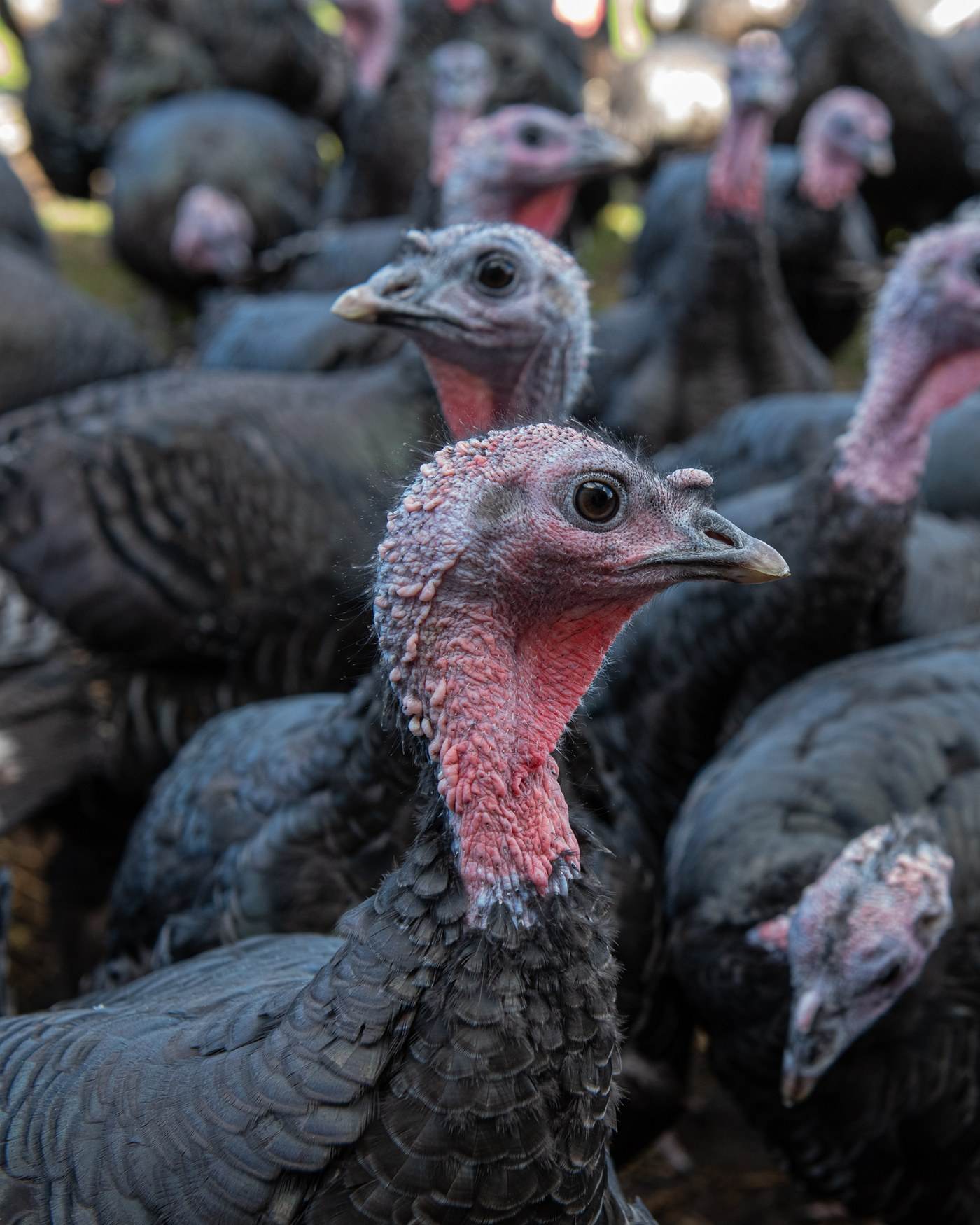 A Shropshire Bronze turkey up close, with its red wattle and bronze-black feathers, the flock behind