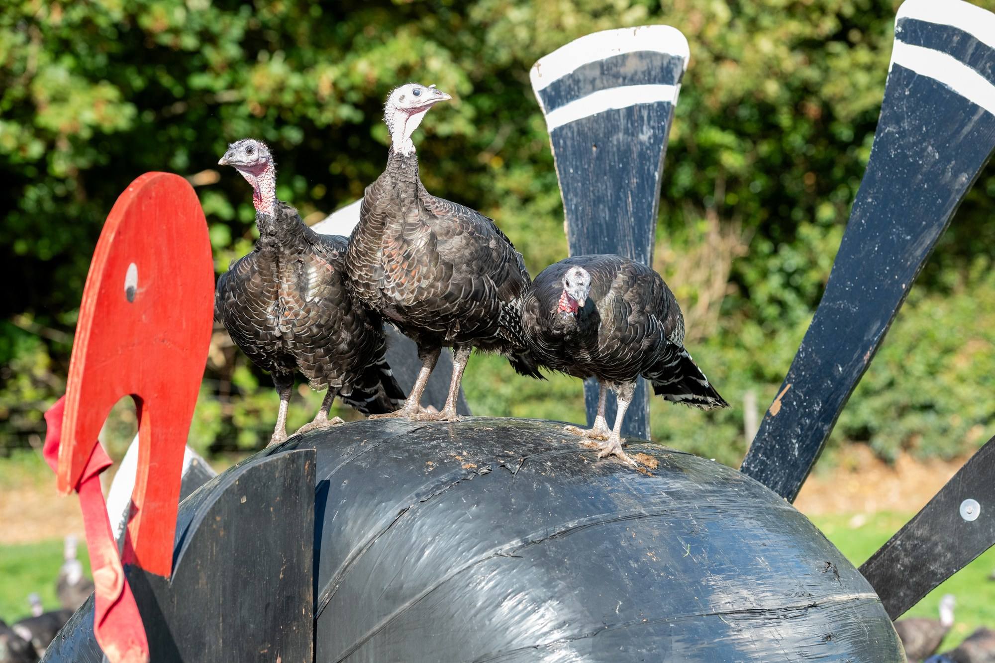 Shropshire Bronze turkeys perched on the giant bale turkey that stands at the Condover junction on the A49