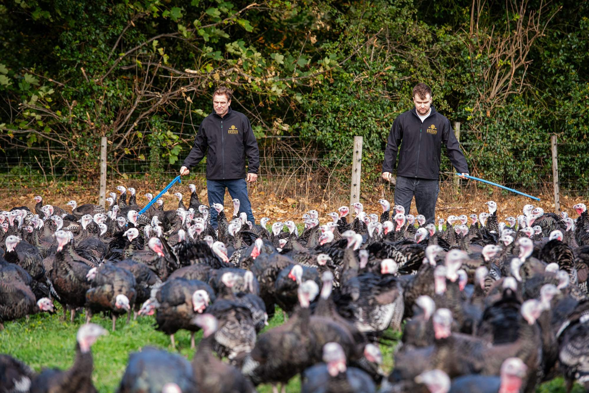 David and Sam Cartwright walking through the flock on the pasture